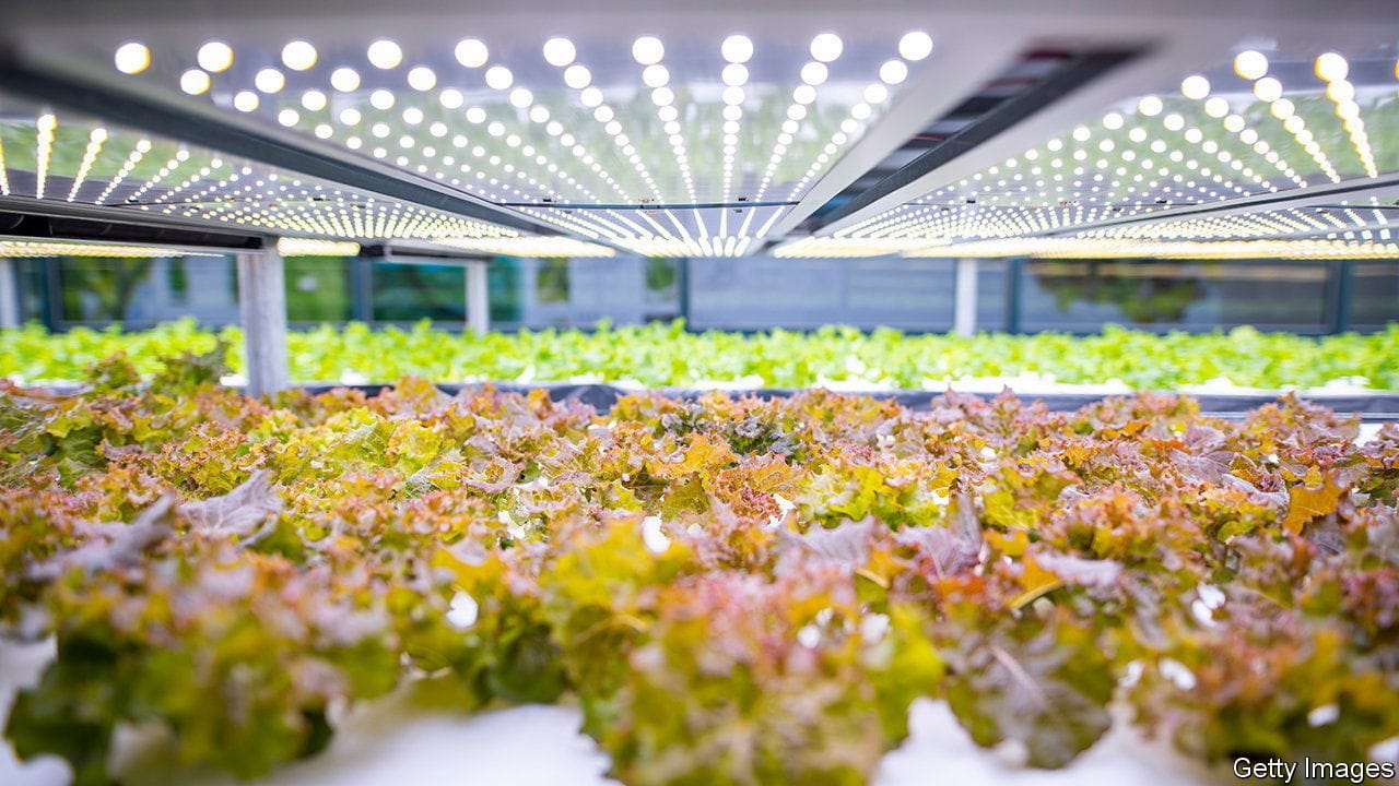 Vast indoor farming facility with stacks of carefully tended living lettuce crops lit by an array of LED lights.