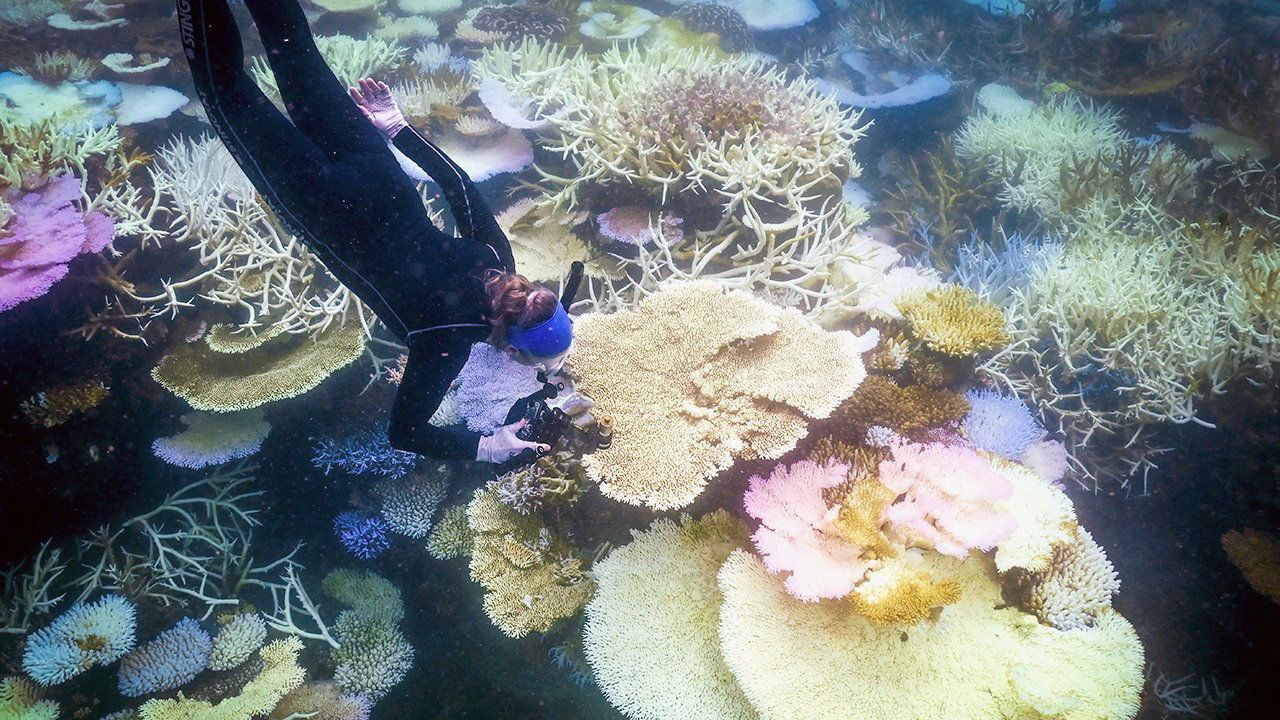 Marine biologist inspecting and recording bleached and dead coral around Lizard Island on the Great Barrier Reef.