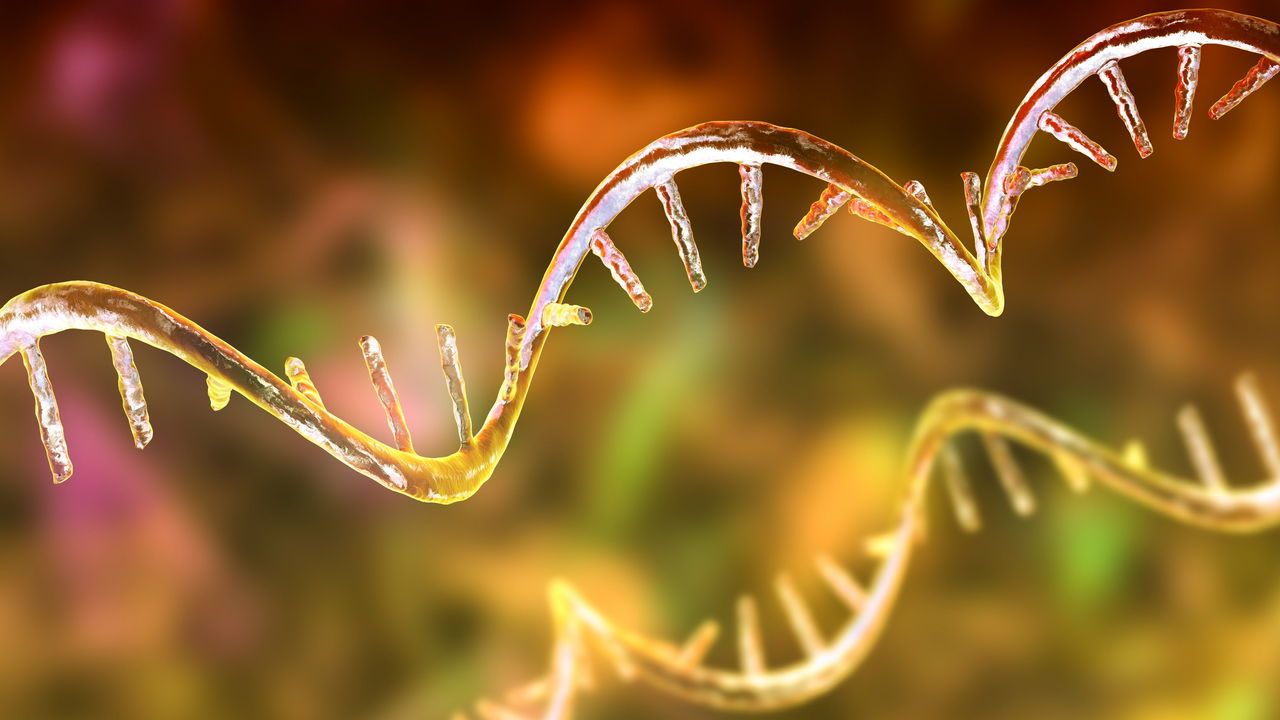 A yellow hued computer illustration of a molecular model of messenger ribonucleic acid (mRNA).