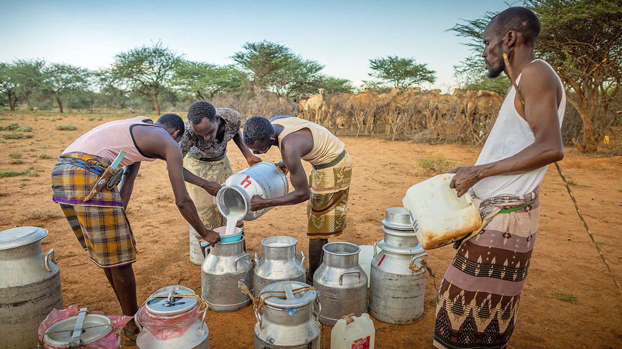 A camel farm in Somalialand where camel milk is producced